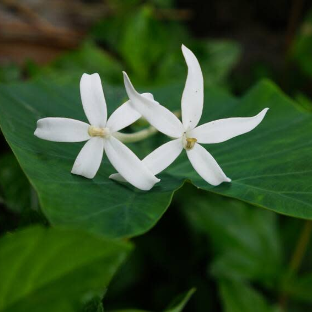 Bunga-Korejat-dan-Kesehatan-Mata-Perhatikan-Cara-Pakainya.png